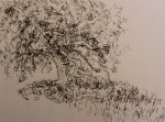 Molly's Tree- pen and ink doodle